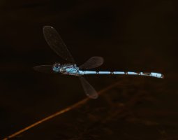 DSC_5930-DxO_common_blue_damselfly_flying-lsss.jpg