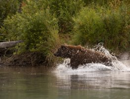 Bear Running in Water.jpg