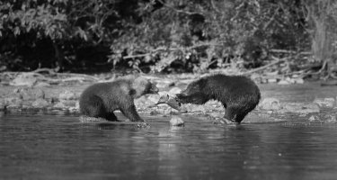 Two Little Bears.jpg