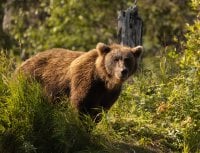 Baby Bear in GrassGrizzly in Woods.jpg