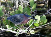 3Q7A2349-DxO__greenheron.jpg