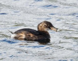 IMG_0112-DxO_little_grebe+fish-lsss.jpg