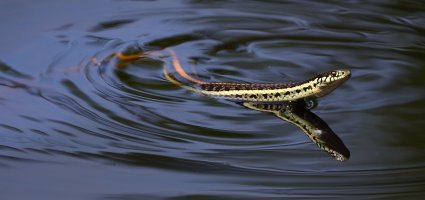 Garter Snake_s_13933.JPG