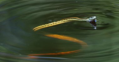 Garter Snake_s_13676.JPG