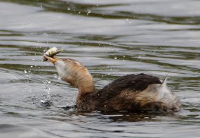 IMG_0392-DxO_little_grebe_chick+fish-lsss.jpg