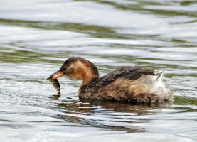 IMG_0388-DxO_little_grebe_chick+fish-lsss.jpg