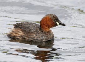 IMG_0155-DxO_little_grebe-lsss.jpg