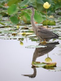 Heron1_post.JPG