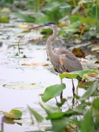 Heron3_post.JPG