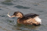 DSC_8291-DxO_little_grebe_chick+fish-lsss.jpg