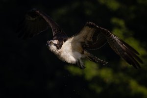 090420-Sheppard-Myers-Osprey-43.jpg