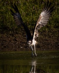 090420-Sheppard-Myers-Osprey-36.jpg