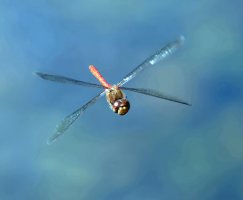 DSC_8452-DxO_ruddy_darter_flying-lsssssAutSmall.jpg