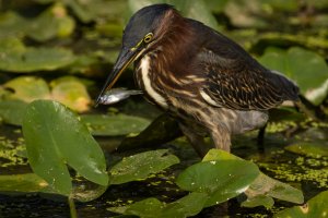 090720-Westminster-Bear-Branch-Green-Heron-Mantis-4.jpg
