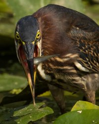 090720-Westminster-Bear-Branch-Green-Heron-Mantis-6.jpg