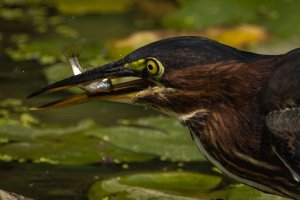 090720-Westminster-Bear-Branch-Green-Heron-Mantis-9.jpg