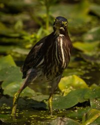 090720-Westminster-Bear-Branch-Green-Heron-Mantis-12.jpg