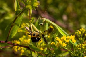090720-Westminster-Bear-Branch-Green-Heron-Mantis-15.jpg