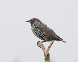 DSC_8632-DxO_starling-lsss.jpg