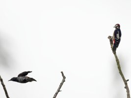 DSC_8657-DxO_Great_spotted_woodpecker_kicking_off_starling-iss_smallSH.jpg