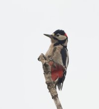 DSC_8729-DxO_grest_spotted_woodpecker-lsss.jpg