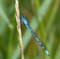 DSC_8354-DxO_common_blue_damselfly.jpg