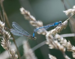 DSC_8407-DxO_male+female_common_blue_damselfly-lsss.jpg