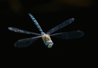 Hawker_dragonfly_flying_100ms.gif