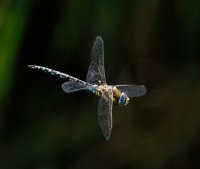 DSC_8959-DxO_common_Hawker_dragonfly_flying_side_view-lsss.jpg