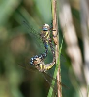 DSC_9047-DxO_male+female_common_hawker_dragonfly-lsss.jpg