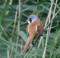 DSC_8858-DxO_bearded_tit_back_left-lsss.jpg