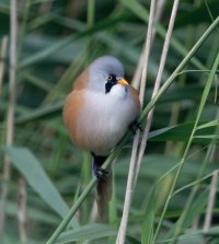 DSC_8876-DxO_bearded_tit_front_right.jpg