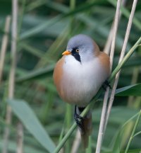 DSC_8881-DxO_bearded_tit_front_left.jpg