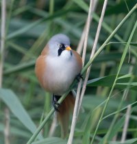 DSC_8891-DxO_bearded_tit_front_right.jpg