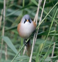 DSC_8899-DxO_bearded_tit_front.jpg