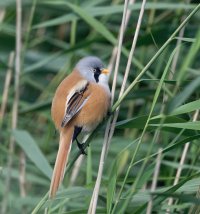 DSC_8911-DxO_bearded_tit_back_right.jpg