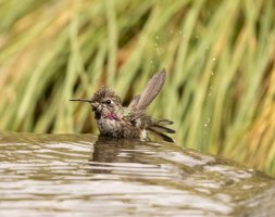 Bathing Hummingbird.jpg