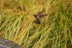 Hummingbird Coming for Drink.jpg