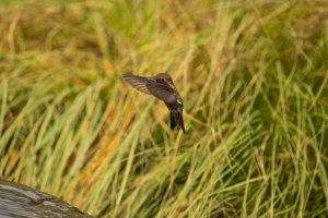 Hummingbird Coming for Drink-2.jpg