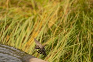 Hummingbird Coming for Drink-3.jpg