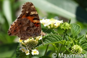 Distelfalter_Kreta_2.JPG Distelfalter_Kreta_2.JPG