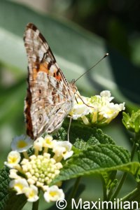 Distelfalter_Kreta_3.JPG Distelfalter_Kreta_3.JPG