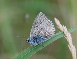 DSC_8771-DxO_Common_blue-isss.jpg DSC_8771-DxO_Common_blue-isss.jpg