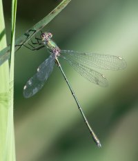 DSC_9171-DxO_willow_emerald_damselfly_side2.jpg