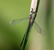 DSC_9176-DxO_willow_emerald_damselfly_Back.jpg