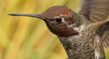 Hummingbird Detail.jpg