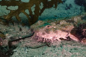 Bare Island - CR-1675.jpg