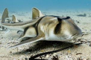 Bare Island - CR-1775.jpg