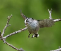 DSC_1298-DxO_longtailed_tit_flying_with_insect_vvs.jpg