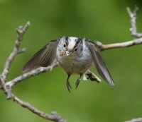 DSC_1299-DxO_longtailed_tit_flying_with_insect_vvs.jpg